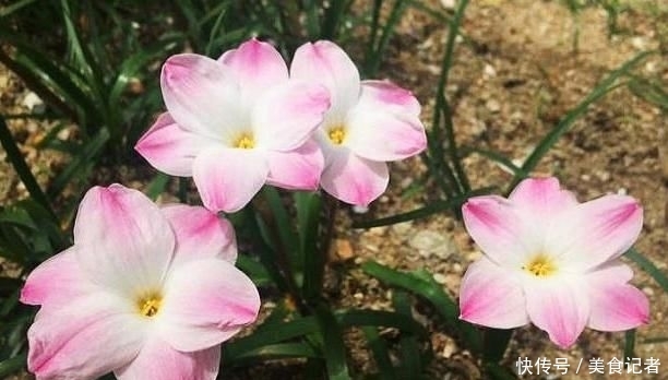  『蔬菜』5种“花”开花前看着很像蔬菜，但容易被误食，要注意