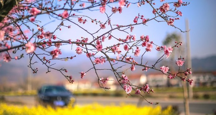  「不失气质」简约不失优雅油菜花地里的WEYVV7精致迷人