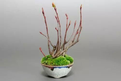 老司机告诉你,新手该怎么玩转微型盆景!