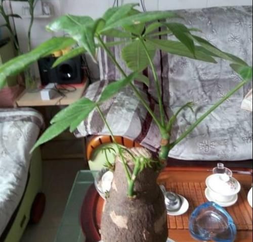  【竟然】发财树浇水多容易死，放水里养竟然不烂根，比在土里长得更好！