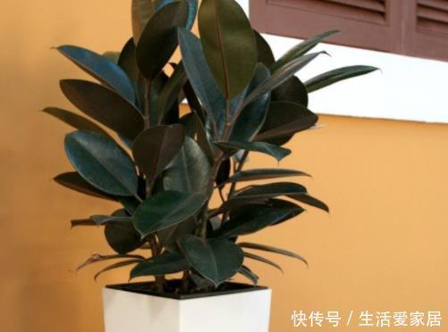  [提升]客厅养花不会选？这4种绿植摆一盆，大气上档次，提升家居品味