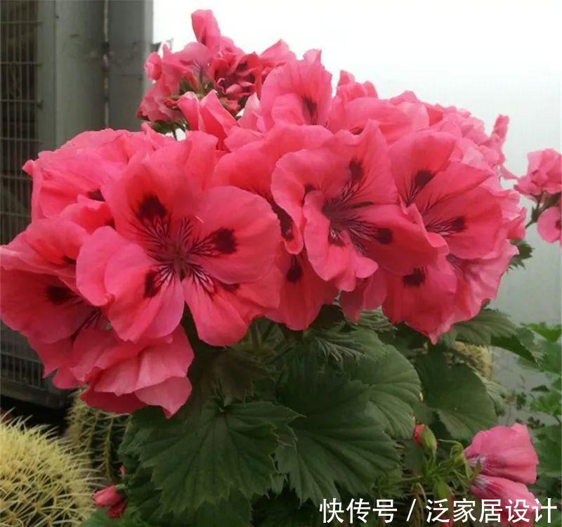  每种■110种天竺葵，每种都超美，看看你认识多少种？