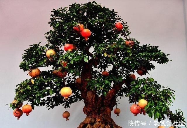 你家石榴盆景还没开花？简单几步，让开花的石榴更具观赏性！