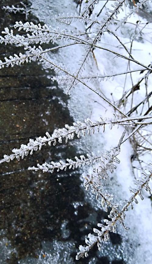 一大波美图正在向你袭来！鹰潭的雾凇让你一秒入仙境！