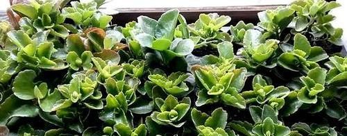  「家里」好养又好繁殖的3种花，给你一片叶子，就能把家里爆成花海