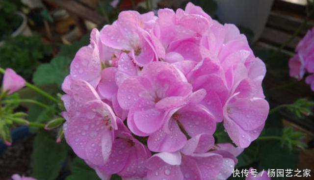 「养易」室内必养的3种花,好养易活能爆盆,谁养谁喜欢,看看你都养过吗