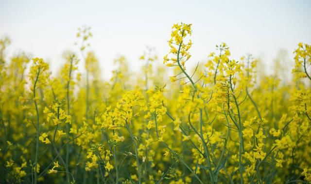  『蔬菜』油菜种植，年后开春管理技巧，掌握四个方法，蔬菜油亮个大品质好