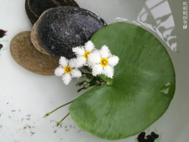  『简直』只用水不用土的植物，一片叶子就开花，简直太神奇了！