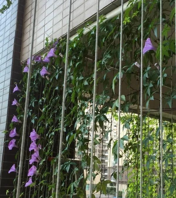  [窜成]18种花，挂窗台窜成绿窗帘，天热了遮阴真凉快！