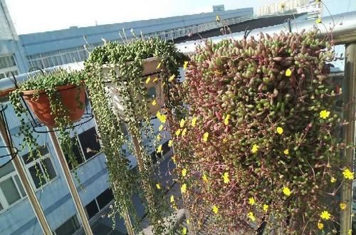  「绣球」家里养这四款植物，花期长花量大，花朵似绣球，娇小玲珑惹人爱