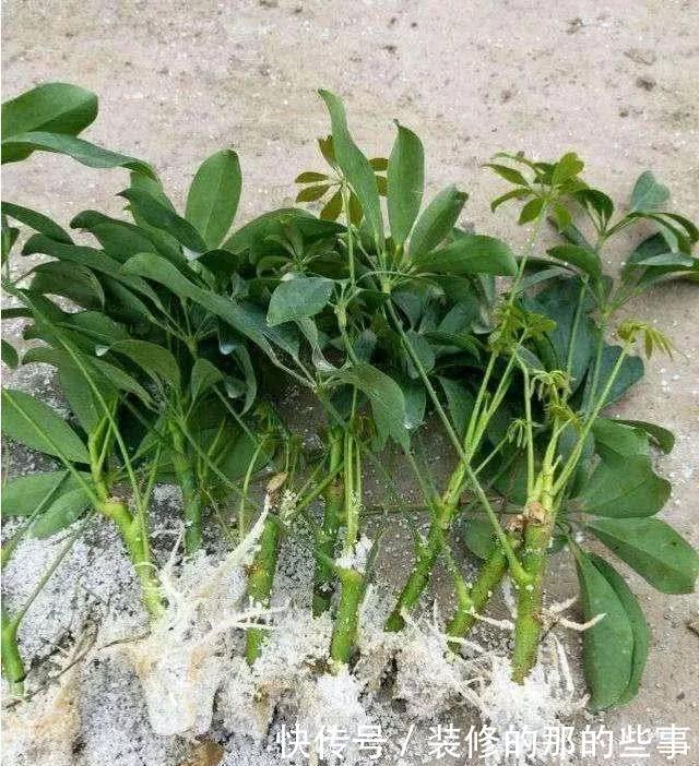 『花钱买』养花技巧:最难养的3种花,扦插100%活,下次别再花钱买啦