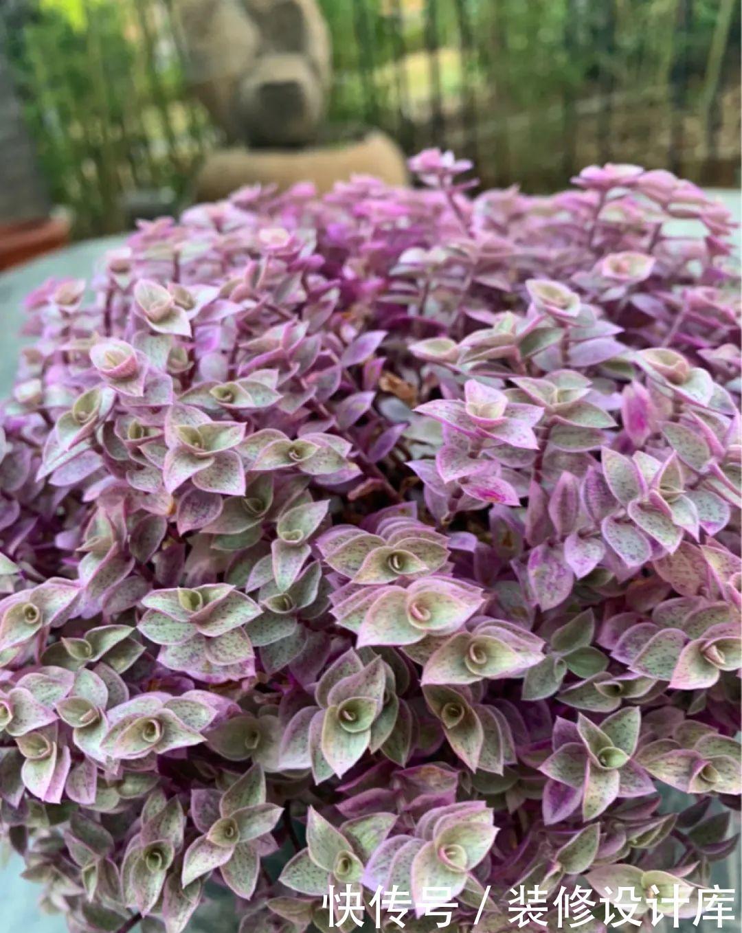  #稀罕#5种花真稀罕，叶子越晒越红彤彤，一盆能开20朵！