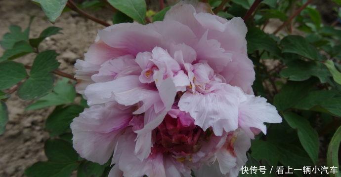 喜欢牡丹,首选“牡丹珍品”雨后风光,素雅清秀,清新之美!