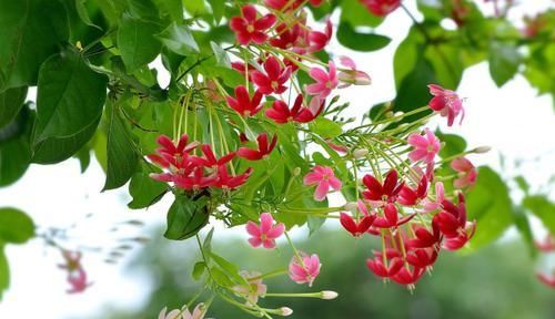  变色■你见过会变色的花卉吗？这些花为什么会变色呢？合理解释一览