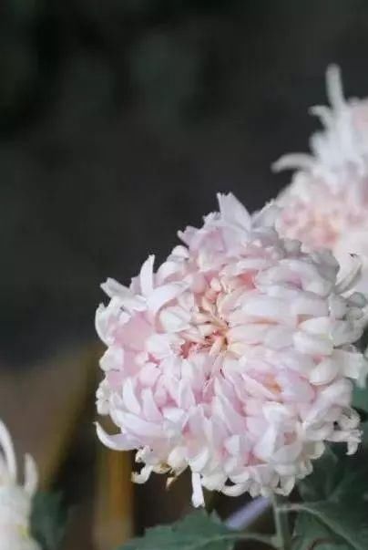 黄金九月楼观的花海开啦！赏花海、品花宴，全都不能错过！