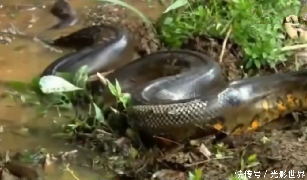 孩子不见,男子杀巨蟒报仇,剖开其肚子后男子脸