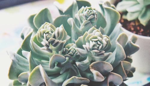  「品种」这些多肉植物自带“财气”，好看又好养，轻松养爆盆