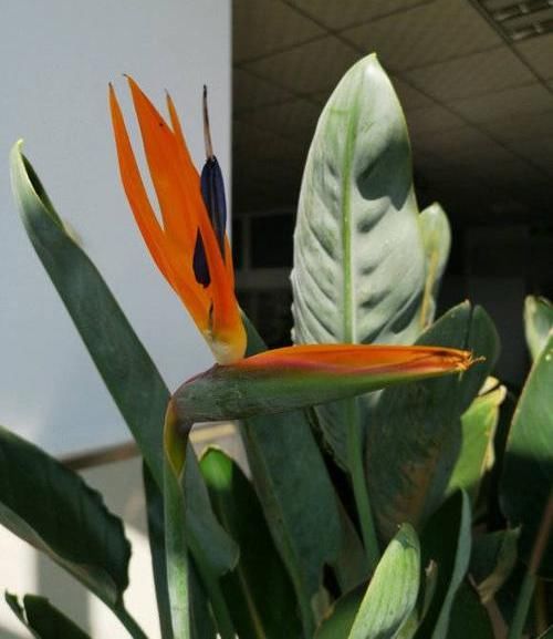 #家里#北欧四兄弟,4种阔叶植物,养在家里能加湿,夏季不用怕燥热