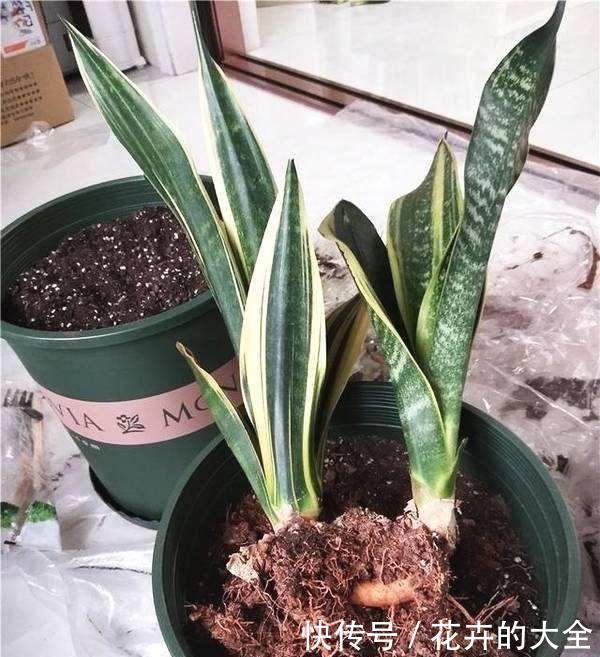  [盆土]虎尾兰长得慢、叶片少，换1次盆土，侧芽长1圈，嗖嗖长爆盆