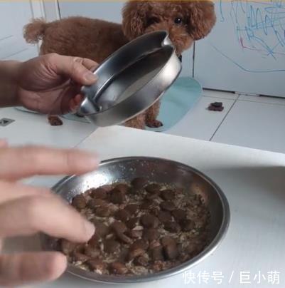  『边牧』二哈变边牧？可强烈刺激狗狗服从性的【冻干肉】是什么来头？