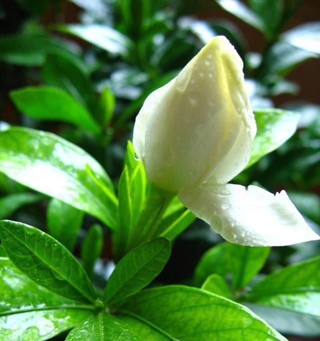  『不再』栀子花花期有多长？什么季节盛开？知道这2点，不再错过美丽花景