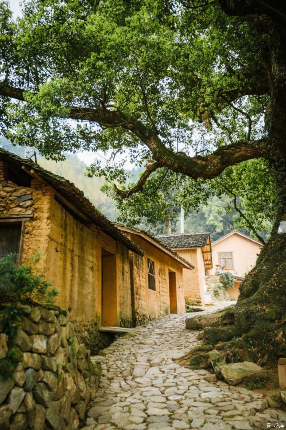 世外桃源@茶香环绕,与探岳陶醉在世外桃源。