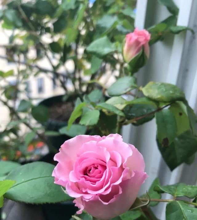  『丰花性好』狼家自育的表现到底如何，戳进来看看花友们的大实话