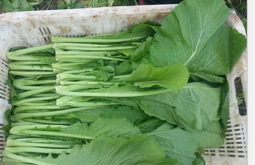  #潮汕#潮汕春菜豆酱煲排骨，香滑入味做法简单