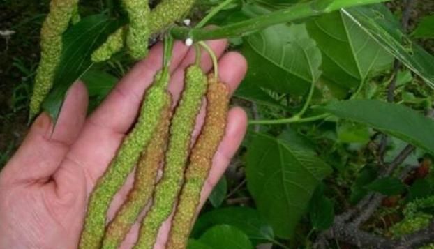  收益@农民种植它，亩收益一年近10万，却很少人愿意种，这是为啥？