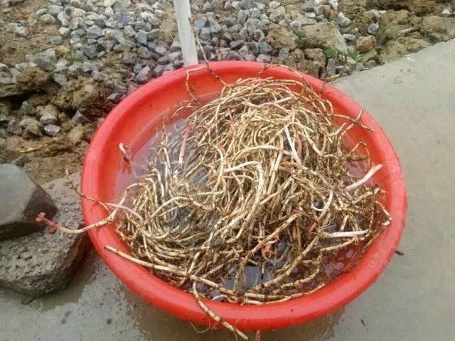  [黄花酢浆草]花盆里长出蘑菇，马上拔干净，否则就是大祸害！