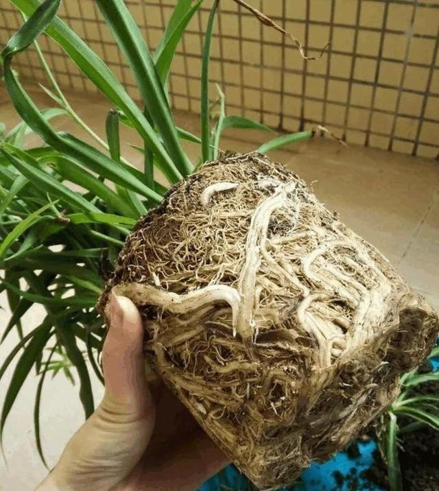  『虎皮』盆土里埋一颗“金丹”，吊兰、虎皮兰，根上长满“白葫芦”