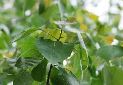  『植物』为什么有人把花朵形容为植物的“面容”它们有什么不一样的呢？