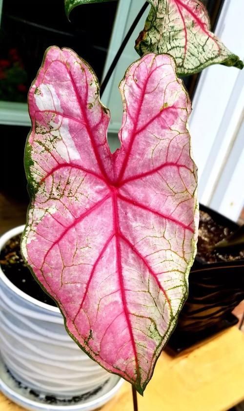  【环境下】不想家里养的植物看着太单调，养一盆五彩芋就会能改变