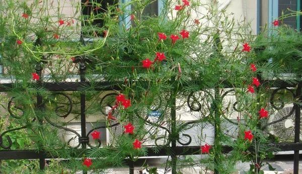 『开花时』她在院子里养了1棵花,春天开花上千朵,花多浓香,开成一面花墙