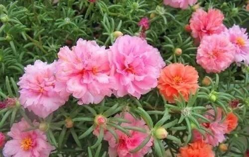 #开花#开春养“4种花”,几粒种子撒盆里,开花爆盆,美得惊艳,不花钱