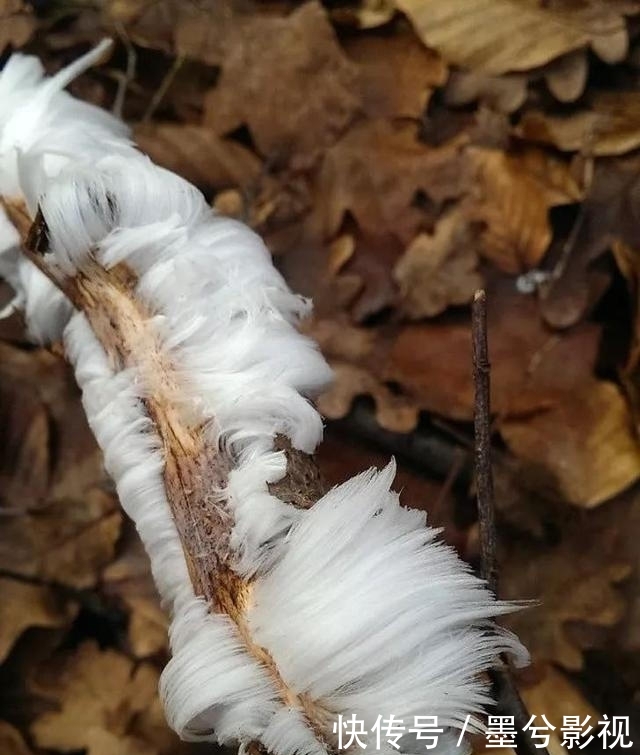 20张罕见的照片，忍不住分享下