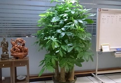  『传家宝』发财树盆里埋点渣渣，根茎健壮叶子茂盛，养3年长成传家宝