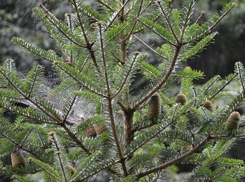  『野生植物』国家1级重点保护野生植物之百山祖冷杉