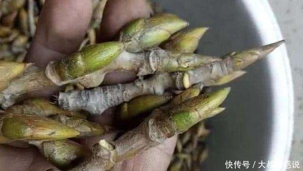 杨树芽成了“宝”，一斤高达几十元，到底有什么大用途