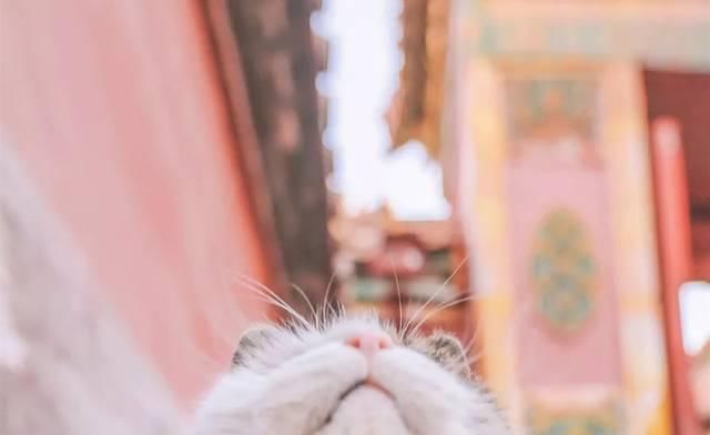 一年 30 多趟故宫，只为拍摄超赞「故宫猫咪图籍」！