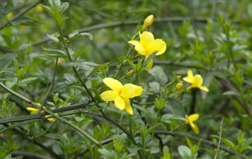  迎春花：这2种“大型花”养客厅，年后枝头开满花，花期长，真漂亮！