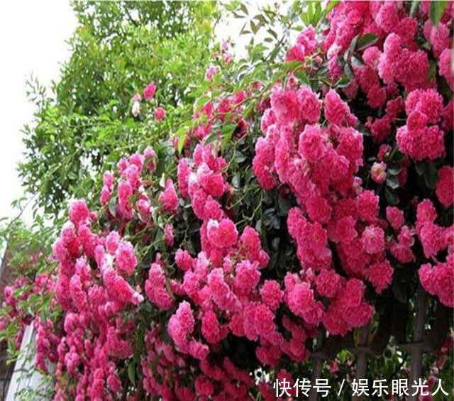 【扑鼻】绿萝扔了吧!种上这种花!几个月就爬满院墙!花香扑鼻邻居都羡慕