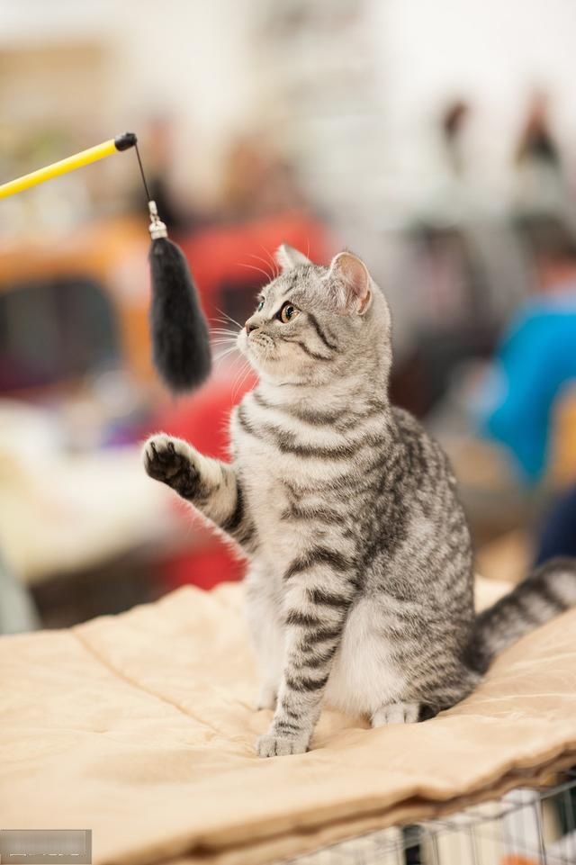  治疗@你知道什么是游戏治疗吗？对猫来说真的很重要！