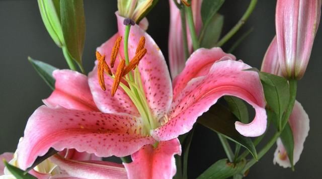  富贵：花开富贵喜庆红花，过年养这4种“好运花”，红红火火过大年！