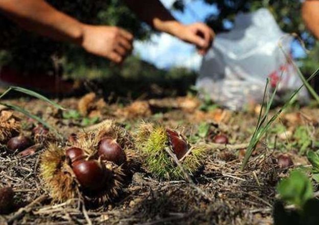  【板栗】遇丰收年，多地价格不足4元，农民打算砍树，市场一斤却