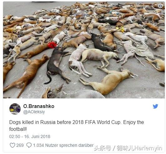 为世界杯，俄罗斯大量屠杀狗？你又被骗了，这是典型谣言！