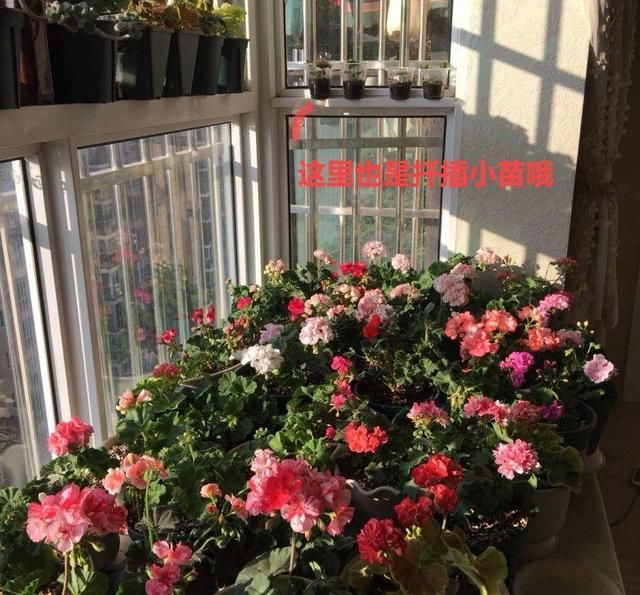 「球老师爱吃薄荷冰淇」封闭阳台养花，防盗窗有大用，1平米也能变花园！
