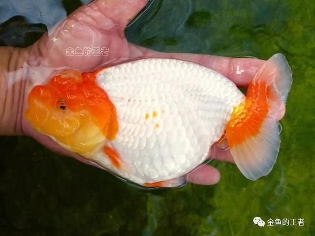  饲养■金鱼饲养中常用的五大手法，讲究可真不少（金鱼的王者）
