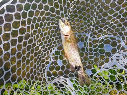  「偷梁换柱」引进中国41年，曾“偷梁换柱”80一斤，如今30一斤