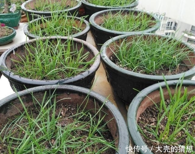 塑料■冬季养盆栽韭菜,只需做“1步”,叶子又肥又壮,收获一茬接一茬
